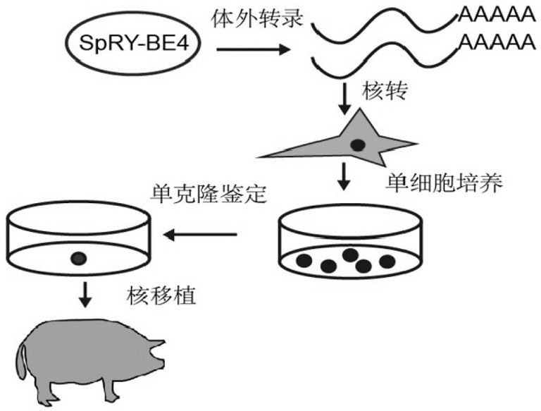 A method for preparing cd163 gene-edited pigs using single base editor spry-be4