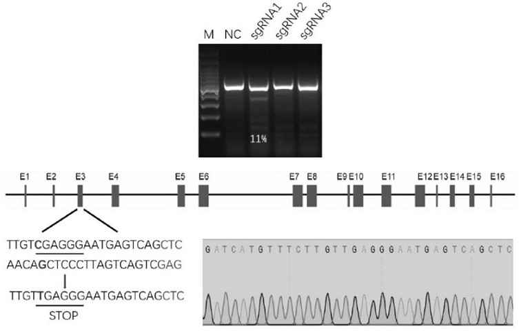 A method for preparing cd163 gene-edited pigs using single base editor spry-be4