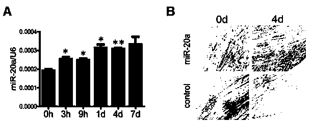 Application of miR-20a to aspects of promoting nerve regeneration and repairing nerve injury