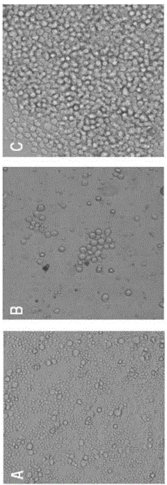 Preparation method and application of anti-HCMV (human cytomegalovirus) Pp65 protein monoclonal antibody