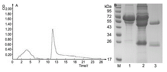 Preparation method and application of anti-HCMV (human cytomegalovirus) Pp65 protein monoclonal antibody