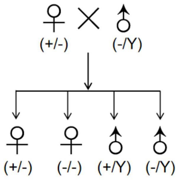 Human tumor xenotransplantation model construction method and application thereof