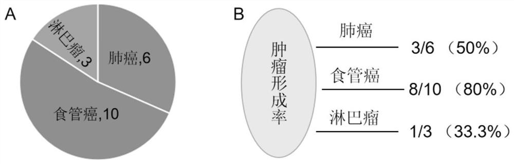 Human tumor xenotransplantation model construction method and application thereof