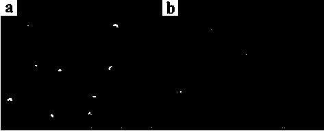 Low-temperature preparation method of lubricating/conducting dual-function NbSe2 thin film