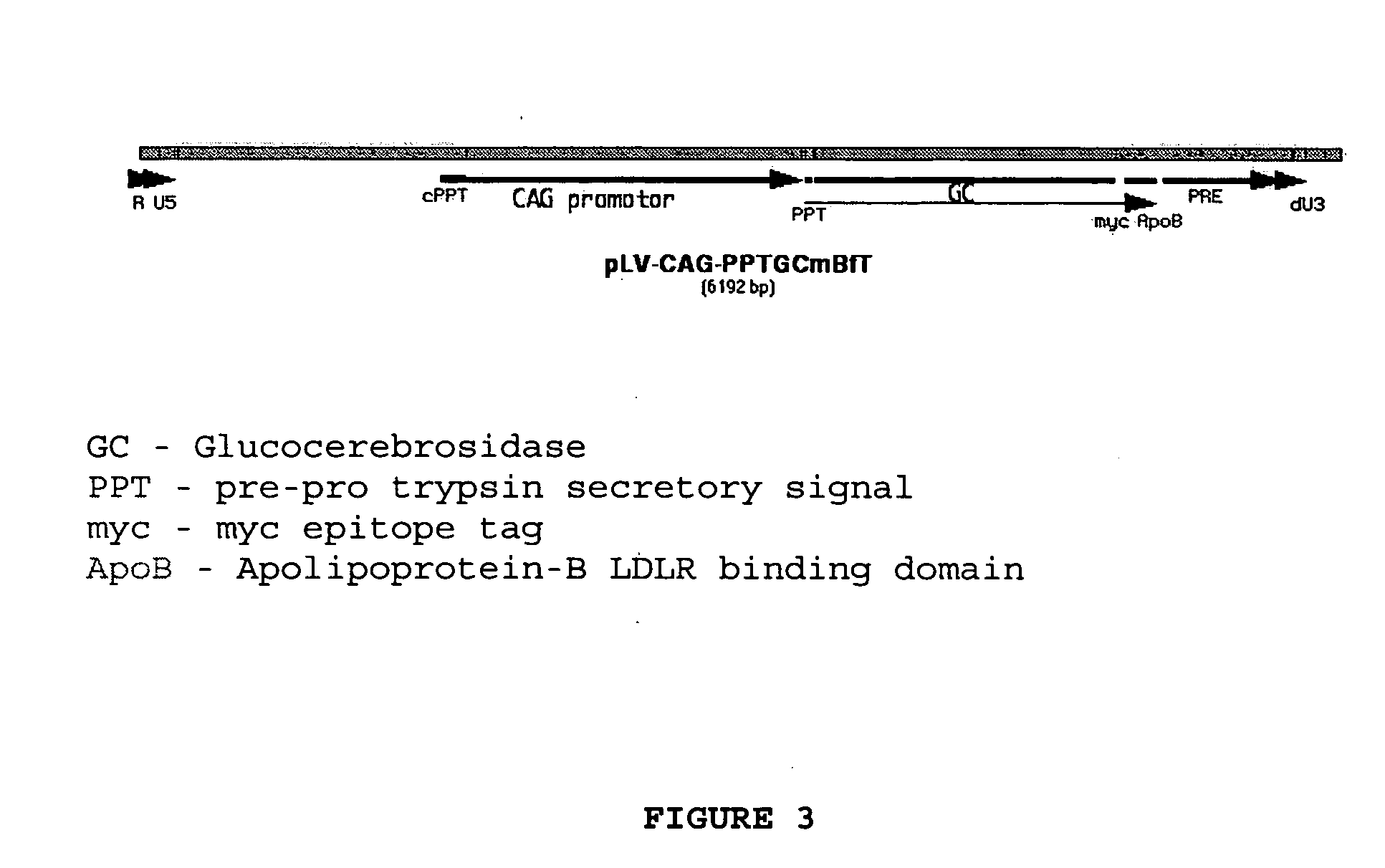 Compositions and methods for targeting a polypeptide to the central nervous system