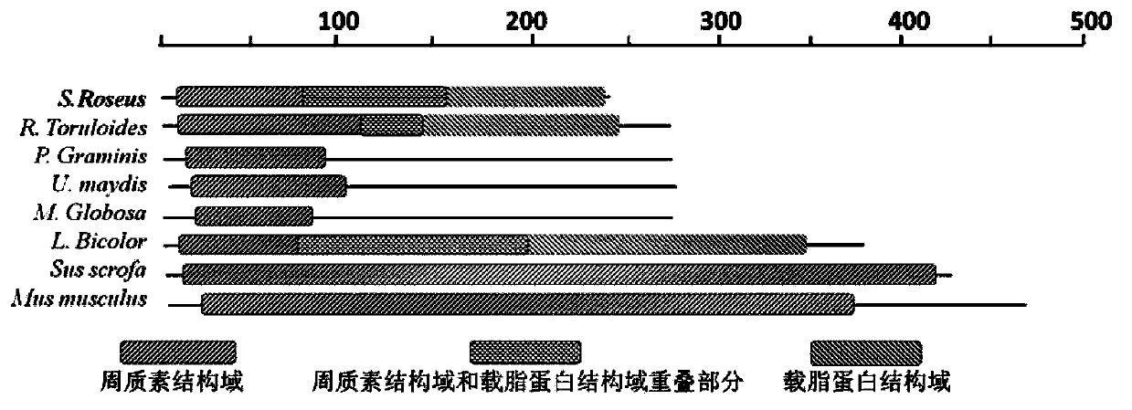 S.roseus lipid droplet protein 1, coding gene and application thereof