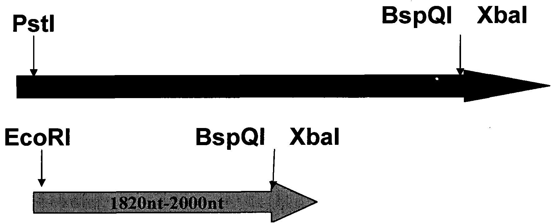 Construction method of HBV (Hepatitis B Virus) isolating strain replicating-form plasmid