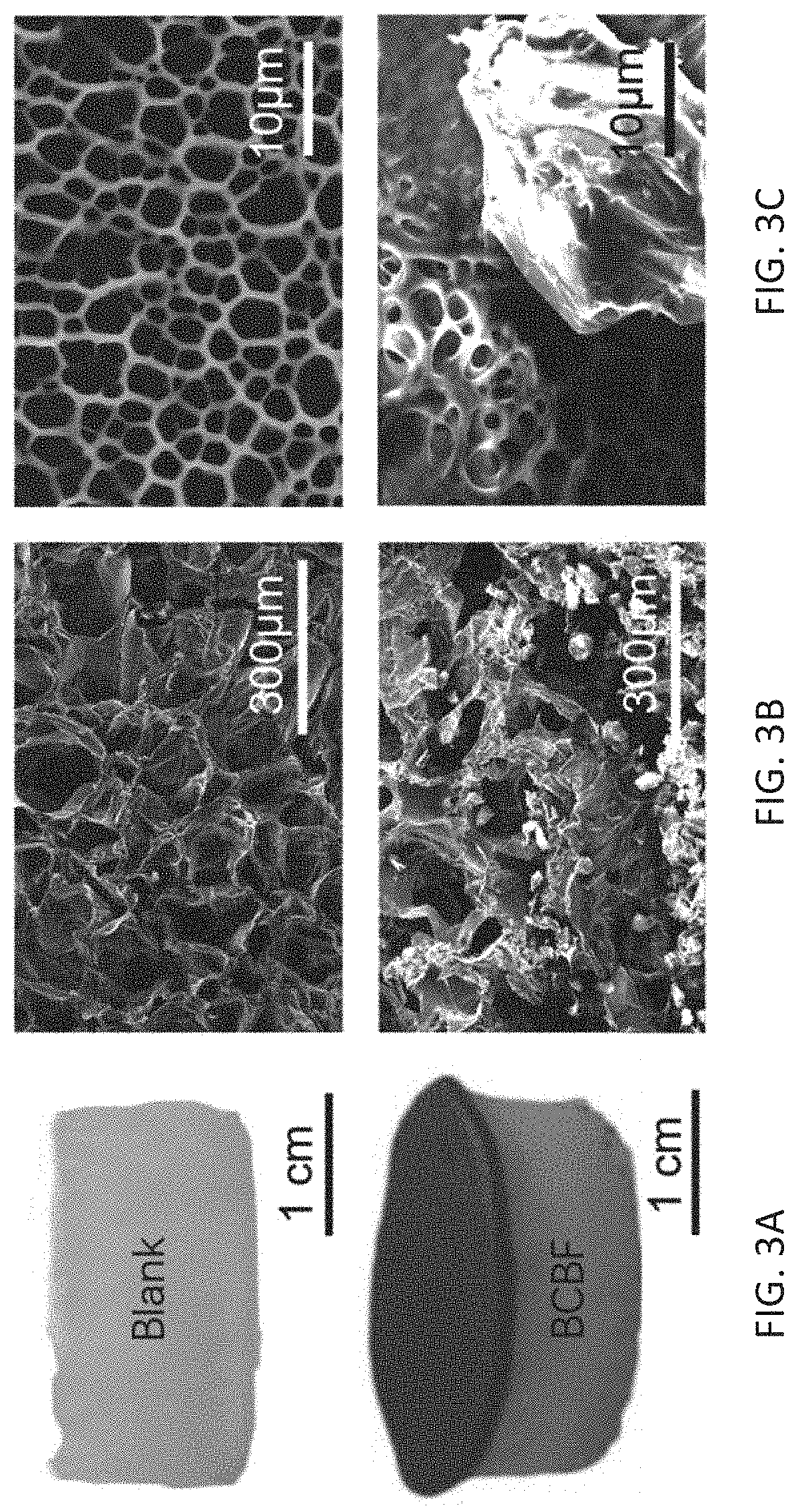 Boron carbide bilayer foam solar evaporator and method for preparing thereof