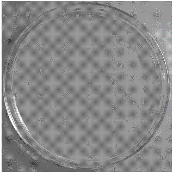 Chemical transferring method for transferring hpalXoo gene into brevibacillus brevis HAB-5