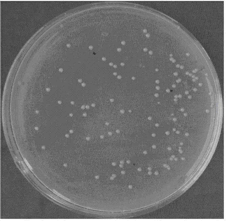 Chemical transferring method for transferring hpalXoo gene into brevibacillus brevis HAB-5