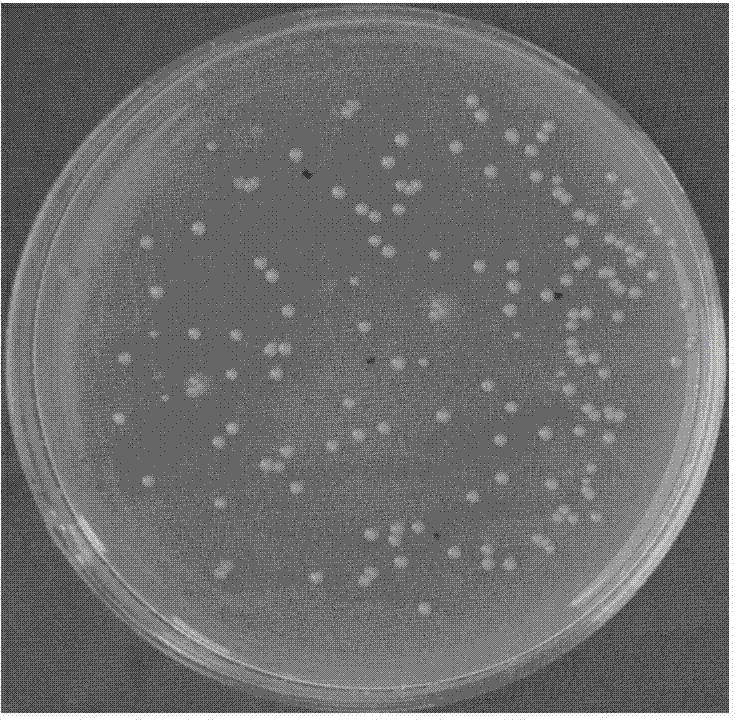 Chemical transferring method for transferring hpalXoo gene into brevibacillus brevis HAB-5