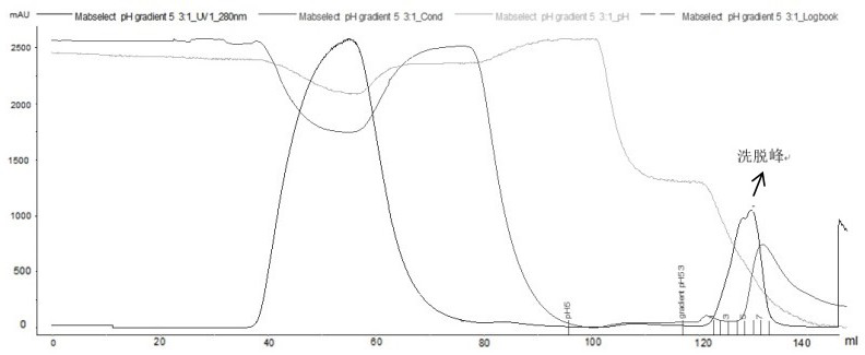 A method for removing recombinantly expressed antibody aggregates and degradation products