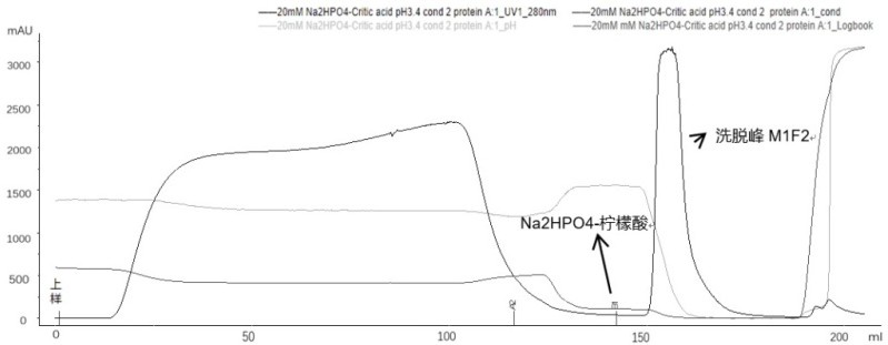 A method for removing recombinantly expressed antibody aggregates and degradation products