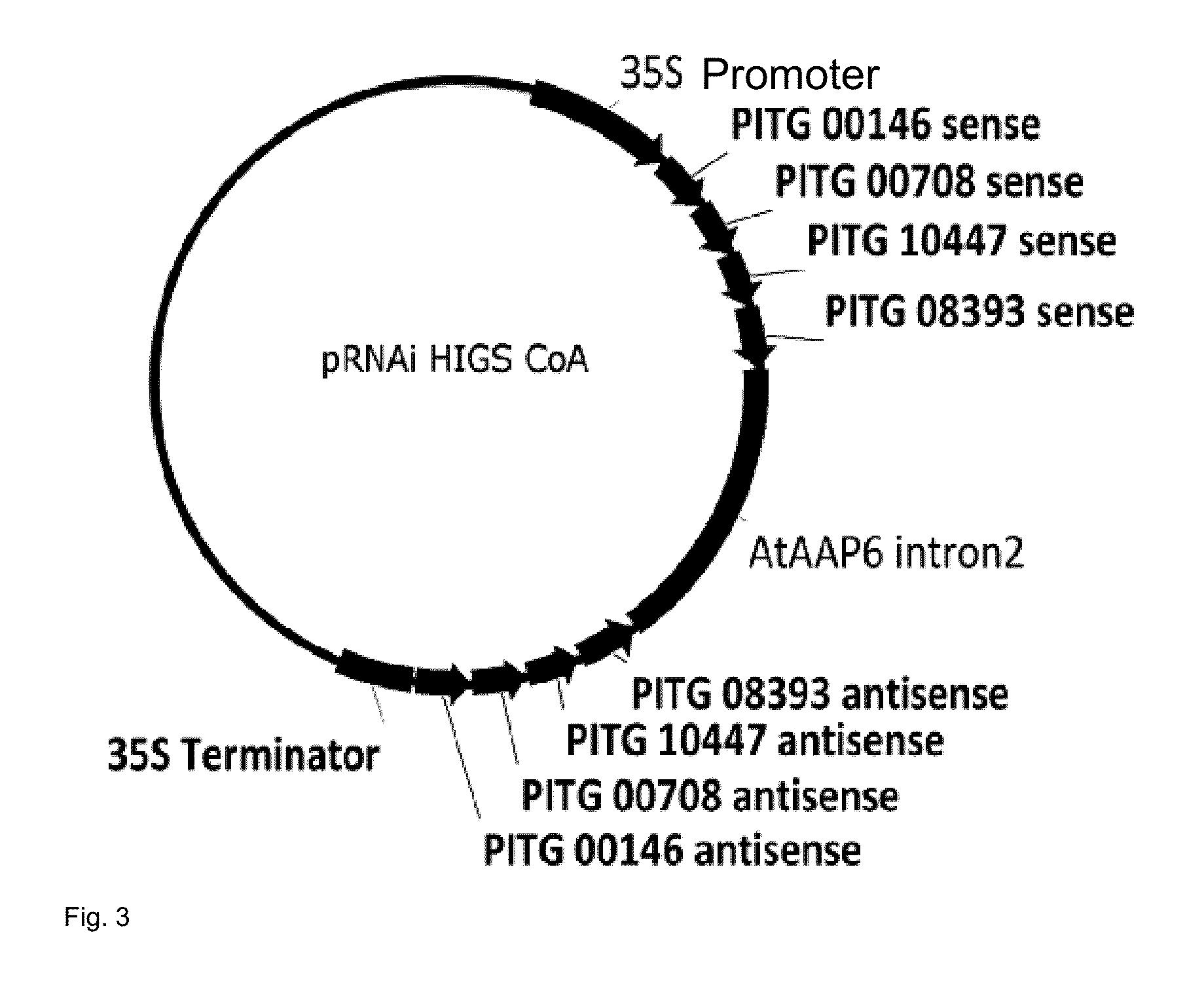 Transgenic plant of the species solanum tuberosum with resistance to phytophthora