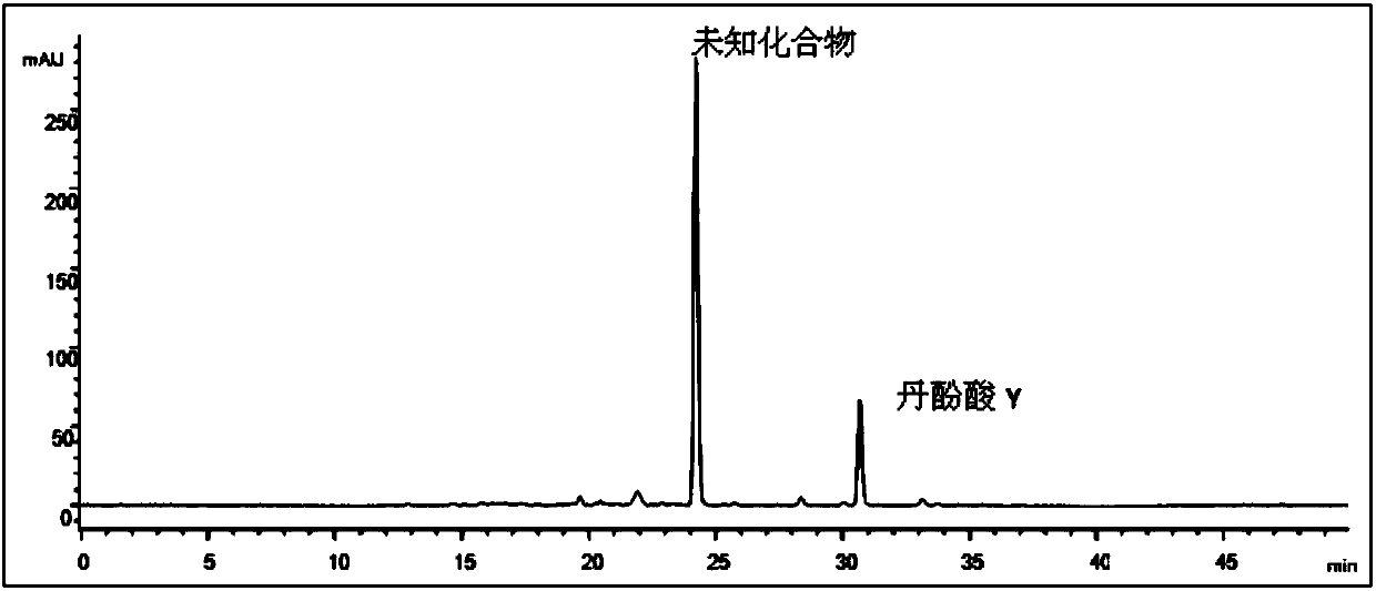 Preparation method of salvianolic acid Y