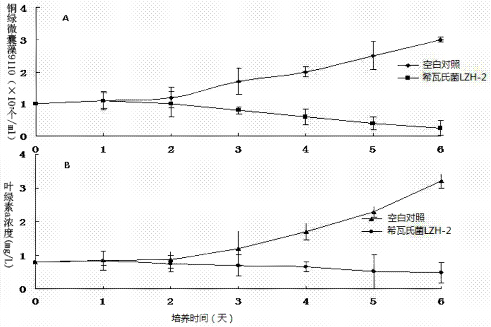 Algicidal Shewanella and application thereof in controlling blue algae water bloom