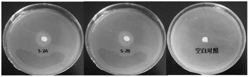 Algicidal Shewanella and application thereof in controlling blue algae water bloom