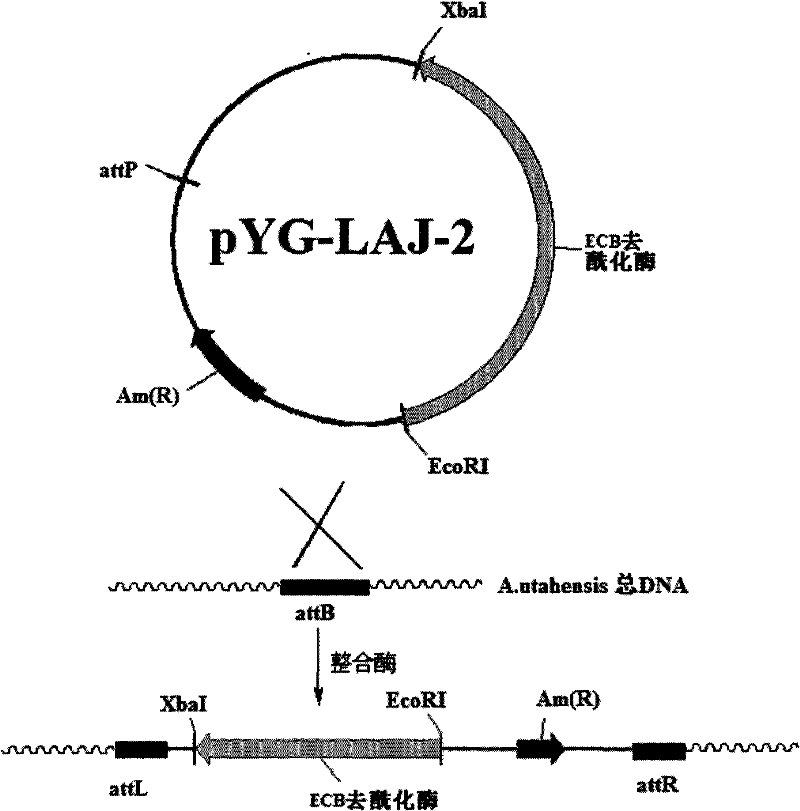 Gene engineering bacterium for high efficiency conversion of echinocandin B and preparation method thereof