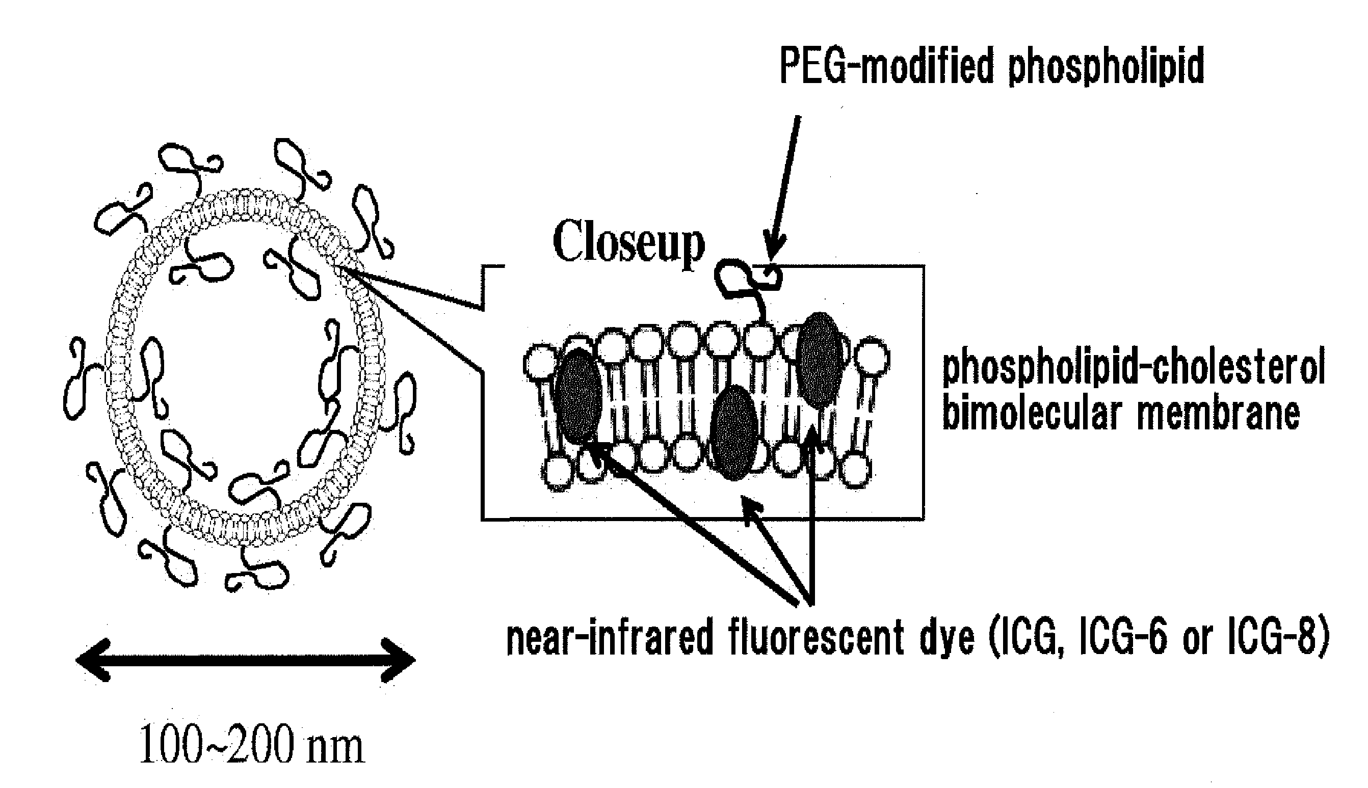 Fluorescent Probe for Imaging Lymph Nodes