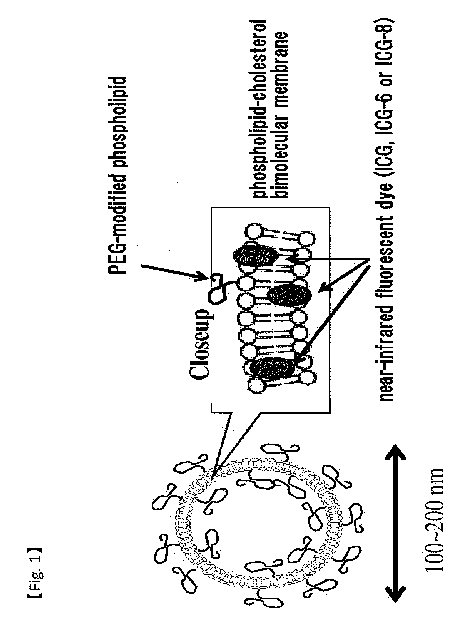 Fluorescent Probe for Imaging Lymph Nodes