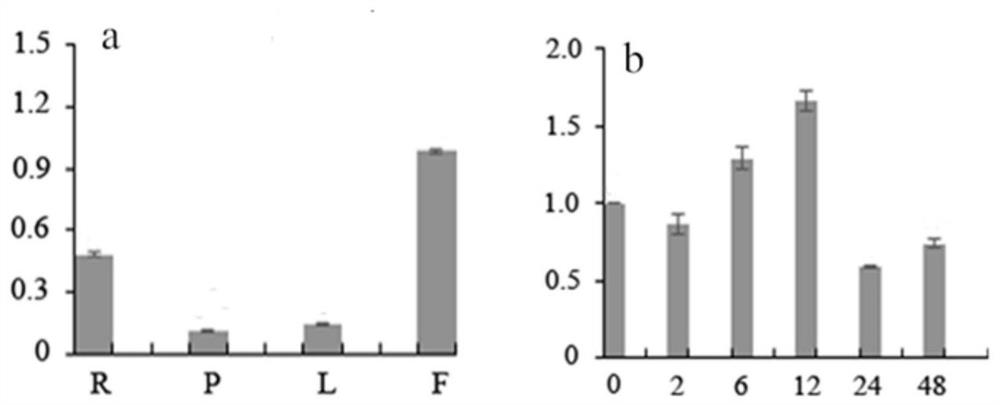 A kind of Chunlan cgwrky65 gene and its application