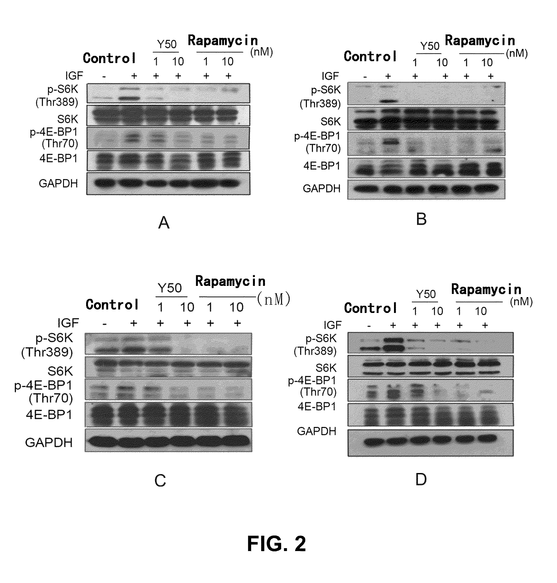 Rapamycin Carbonic Ester Analogues, Pharmaceutical Compositions, Preparations and Uses Thereof