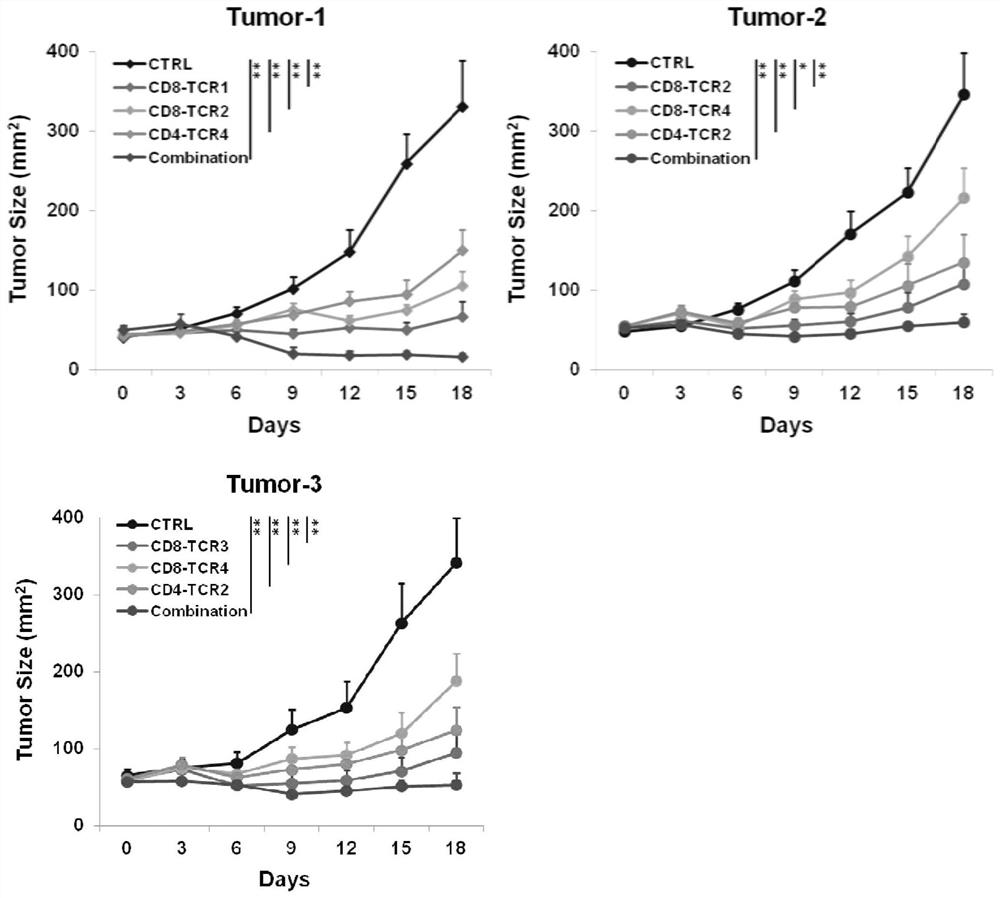 TCR-T cell for killing tumors as well as preparation method and application of TCR-T cell