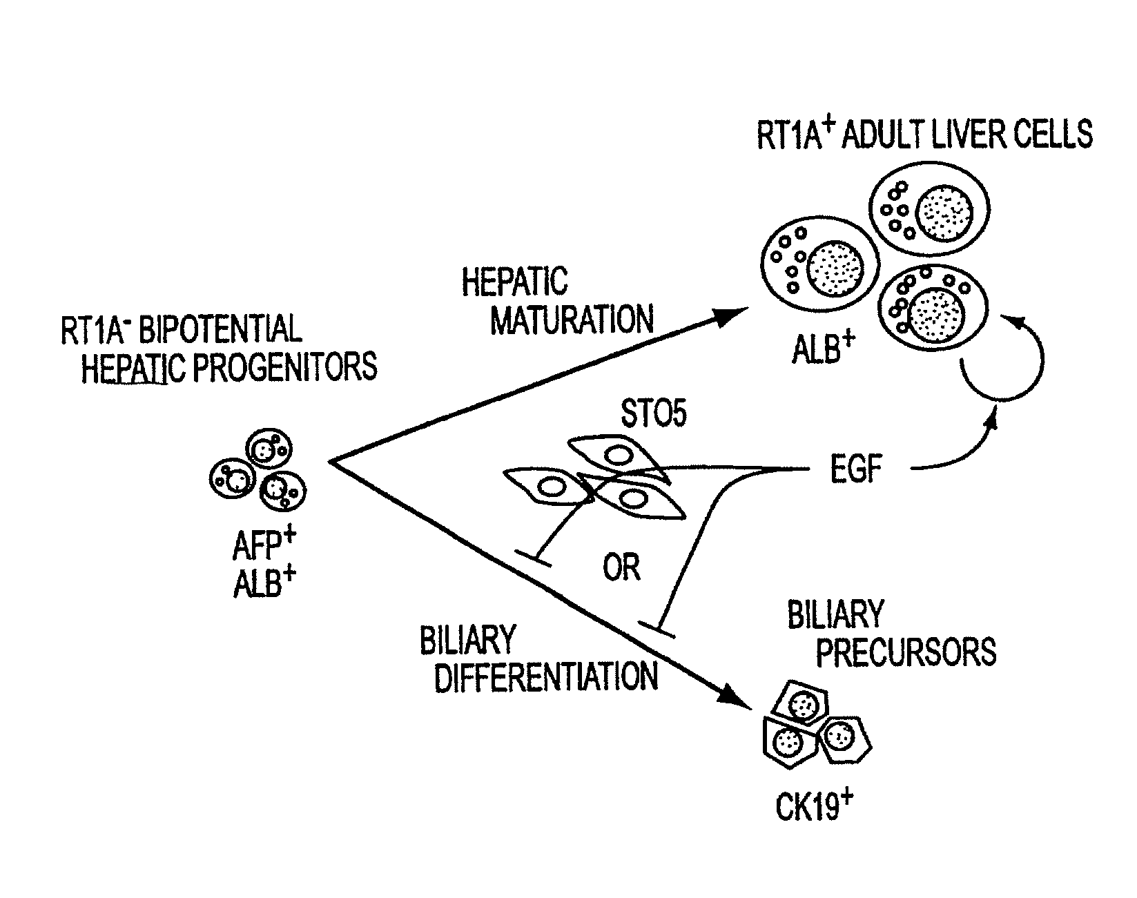 Methods of isolating bipotent hepatic progenitor cells