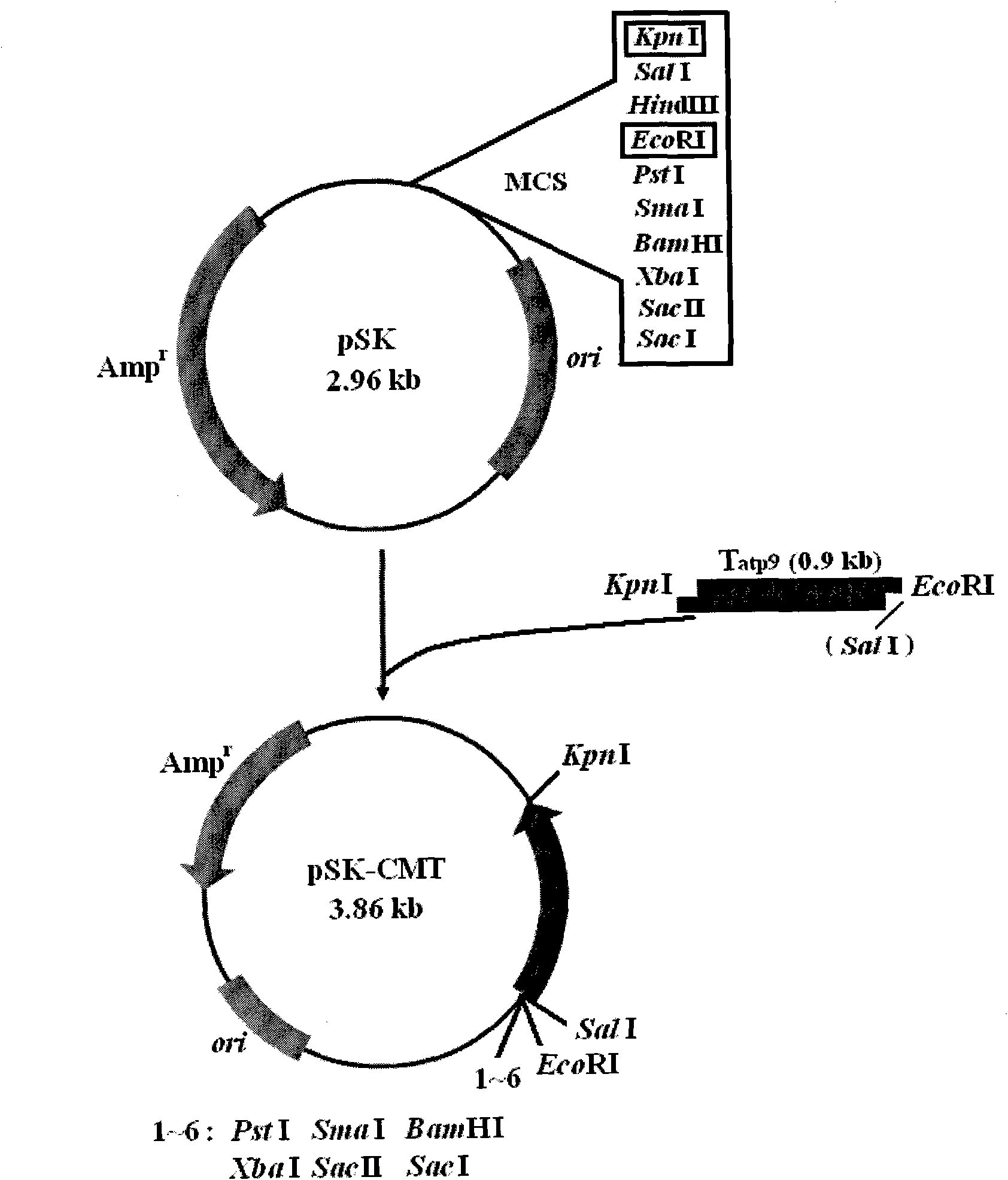 General expression vector pSK-E-P/T construction for plant mitochondria and promoter activity identification