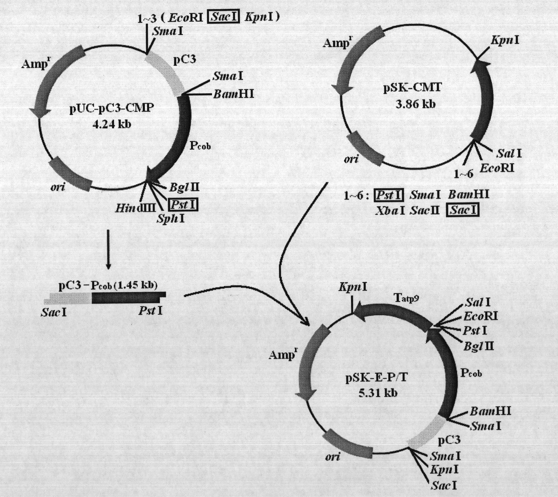 General expression vector pSK-E-P/T construction for plant mitochondria and promoter activity identification