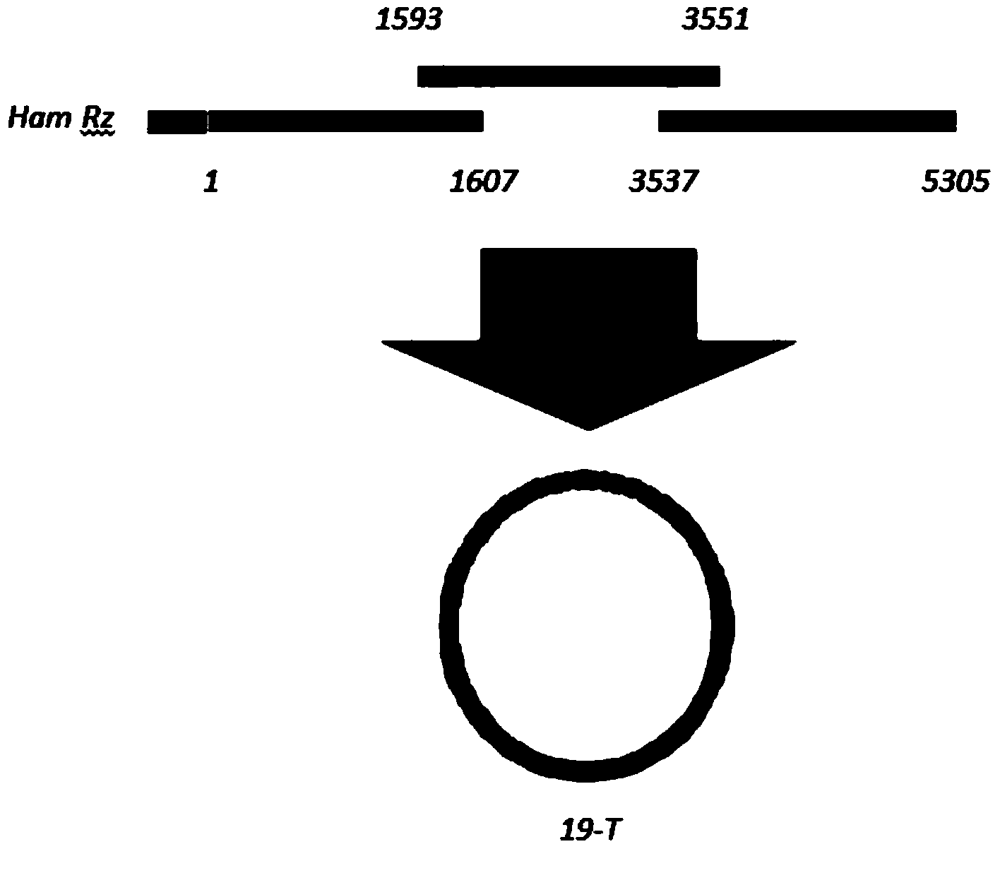 Method for constructing canine distemper virus (CDV) reverse genetics system