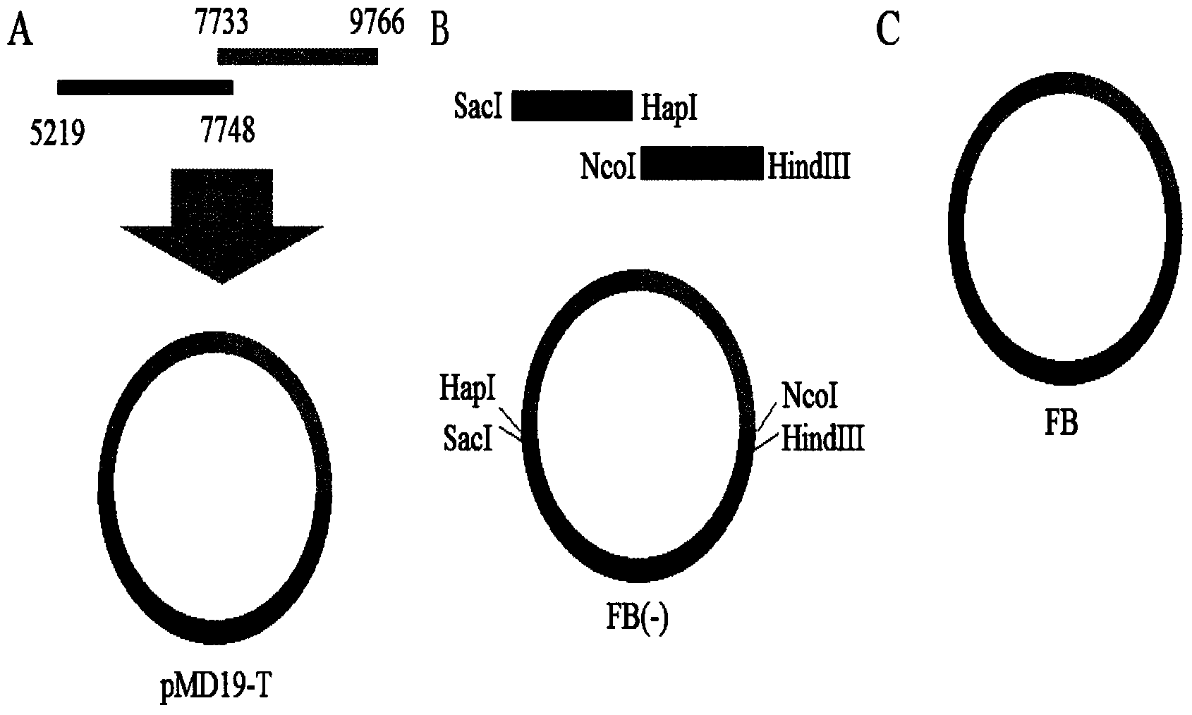 Method for constructing canine distemper virus (CDV) reverse genetics system