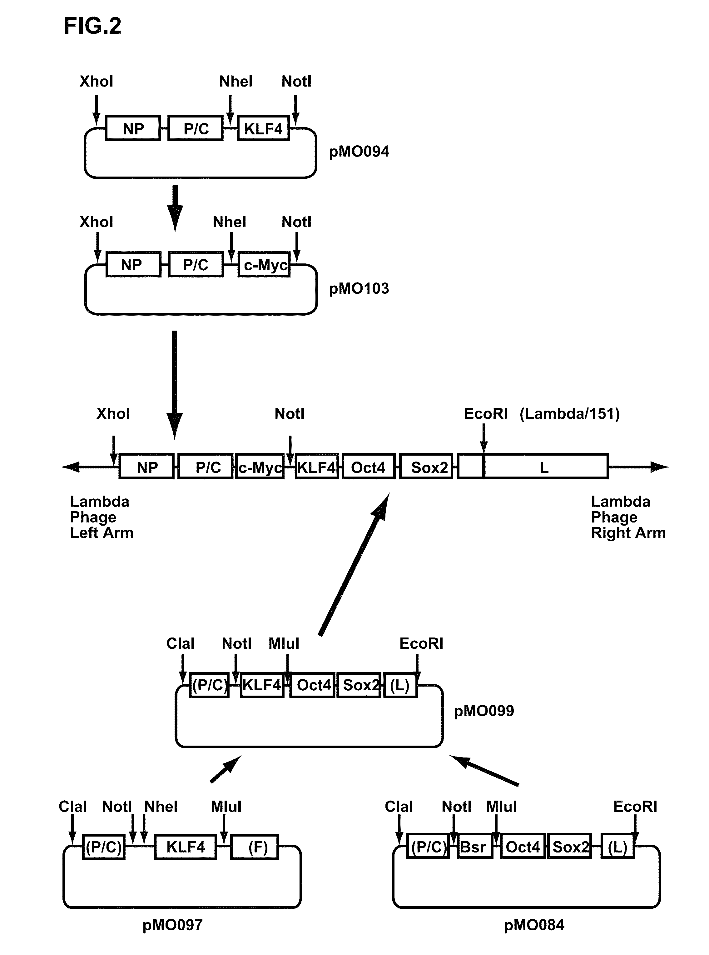 Vectors for generating pluripotent stem cells and methods of producing pluripotent stem cells using the same