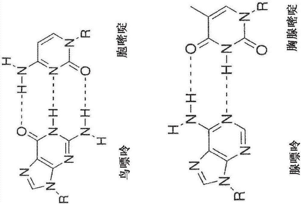 Modified nucleotides for synthesis of nucleic acids, a kit containing such nucleotides and their use for the production of synthetic nucleic acid sequences or genes