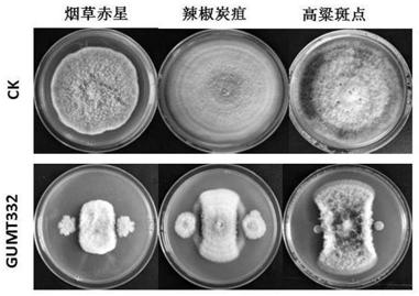 Bacillus subtilis GUMT332 and application thereof