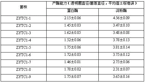 Screening of Bacillus amyloliquefaciens and application thereof in Apostichopus japonicas culture