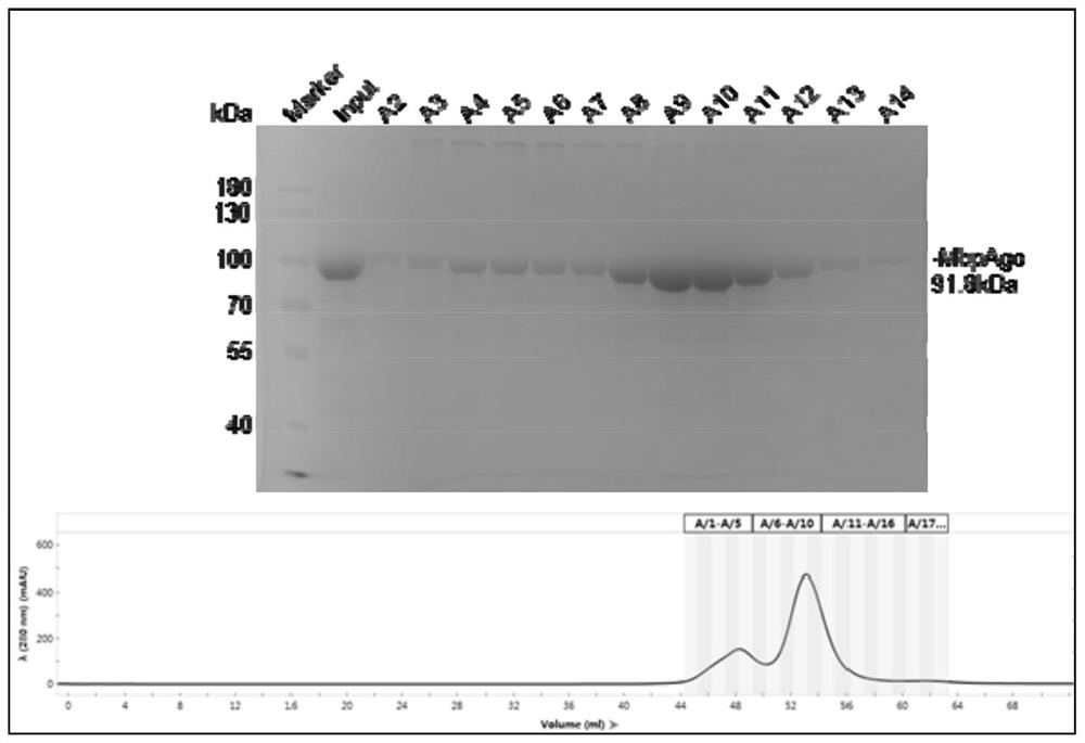 A prokaryotic-derived mbp_argonaute protein and its application