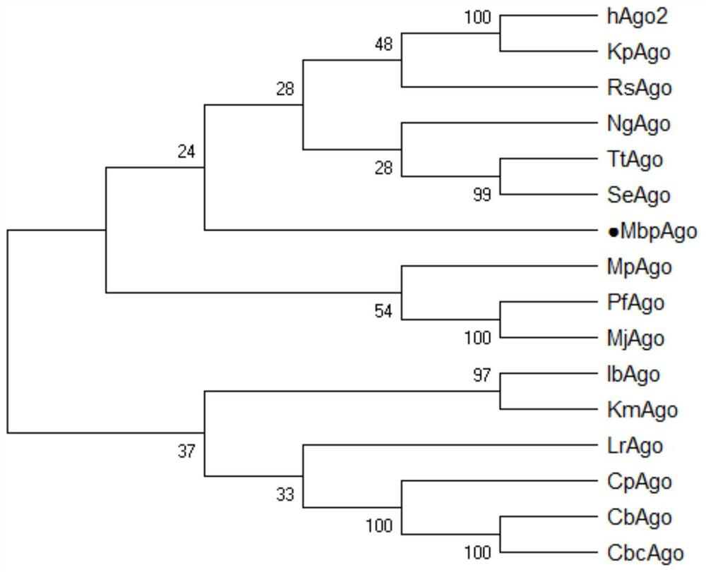 A prokaryotic-derived mbp_argonaute protein and its application