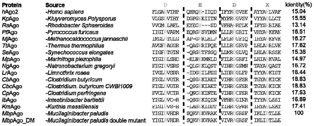 A prokaryotic-derived mbp_argonaute protein and its application