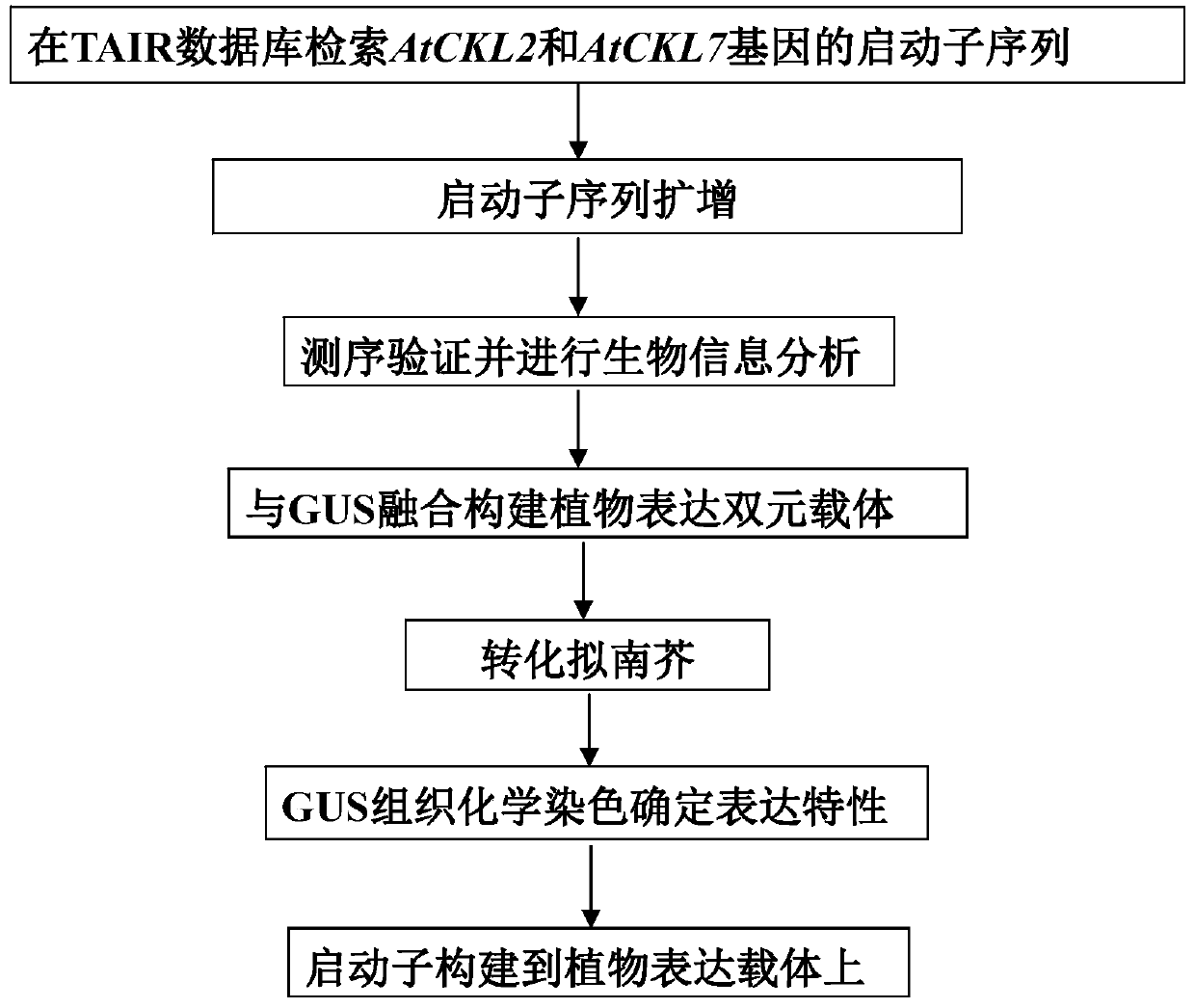 Two Anther Development Specific Promoters and Their Applications