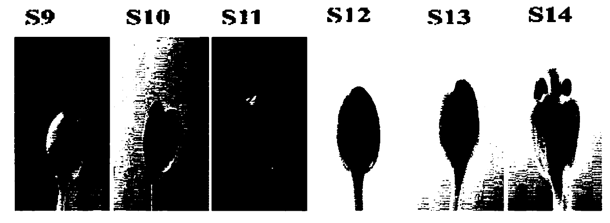 Two Anther Development Specific Promoters and Their Applications