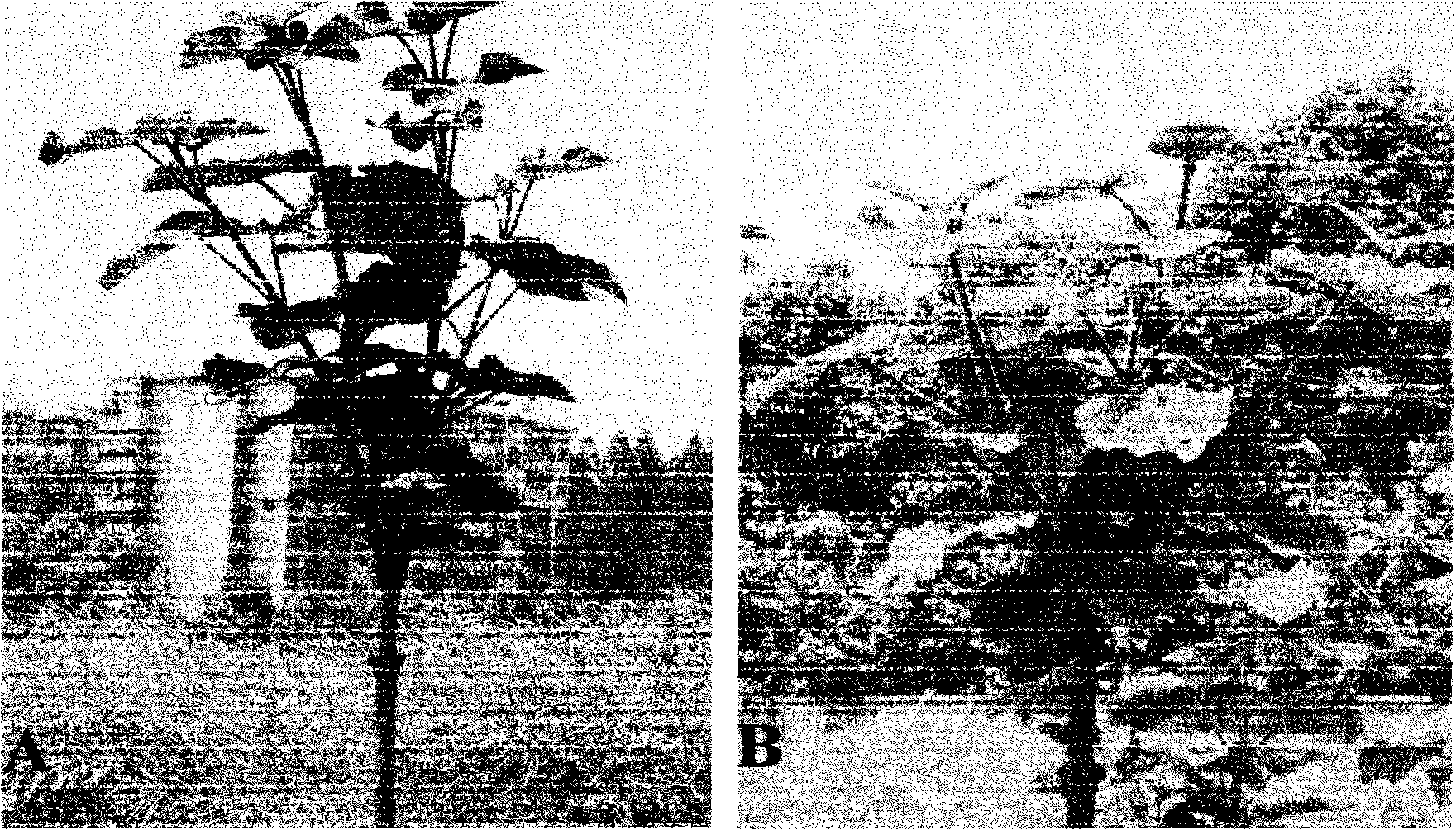 Method for breeding polyploid royal paulownia by combination of in vitro culture and colchicine treatment