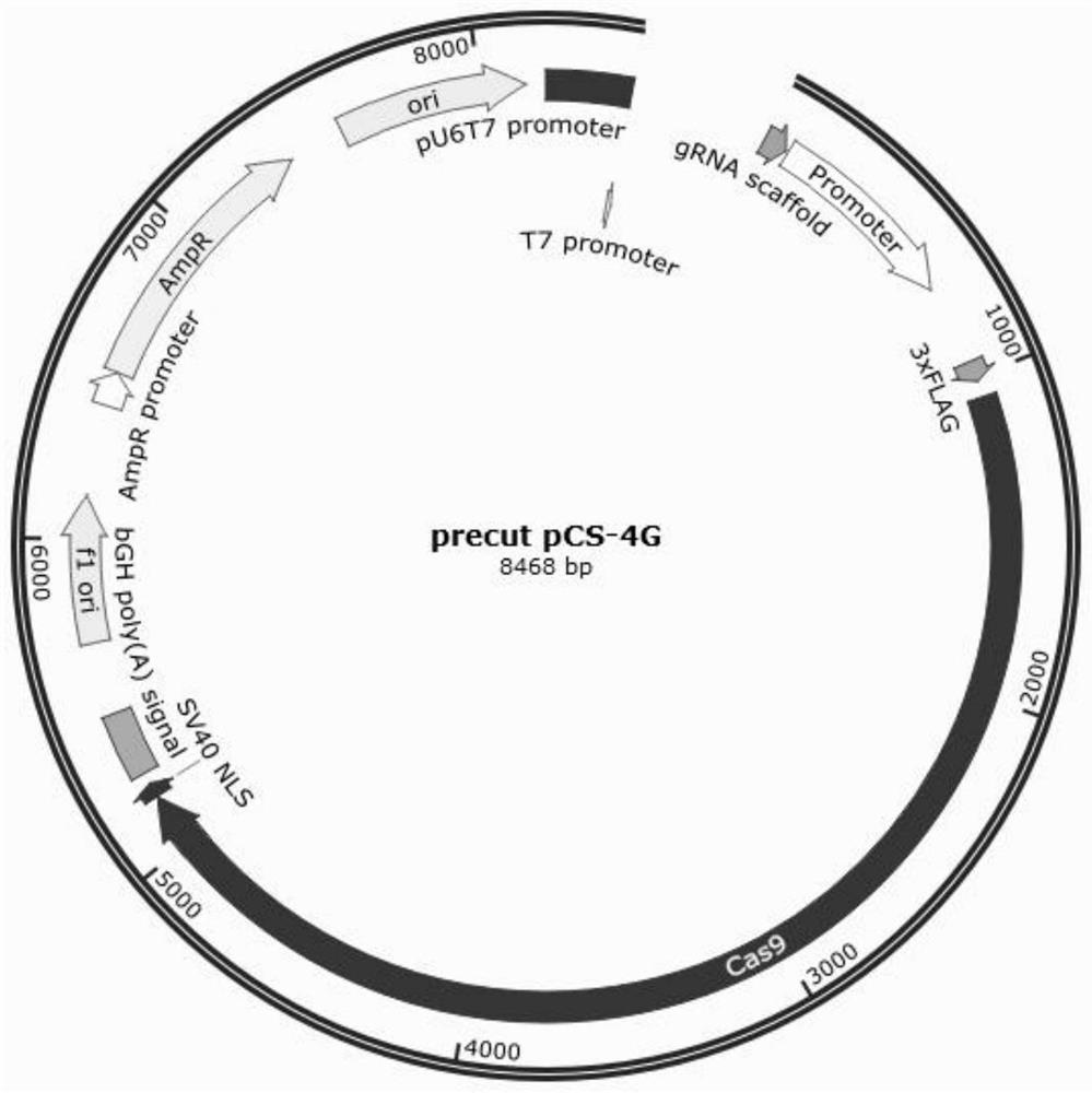 Construction method of mouse with Foxp3 gene knocked out under conditions