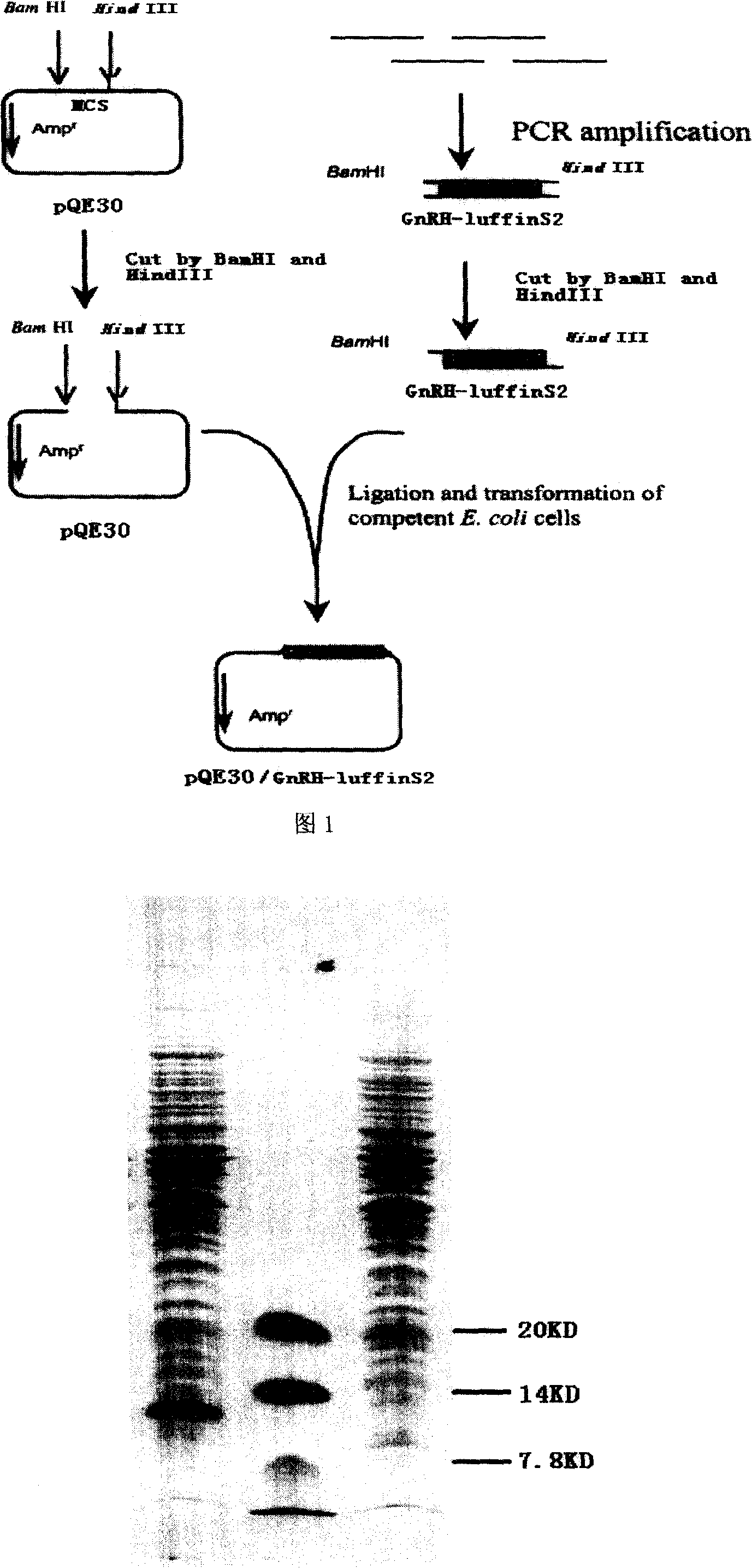 Small molecule recombination toxin GnRH-luffinS2 fusion albumen and its preparation and application