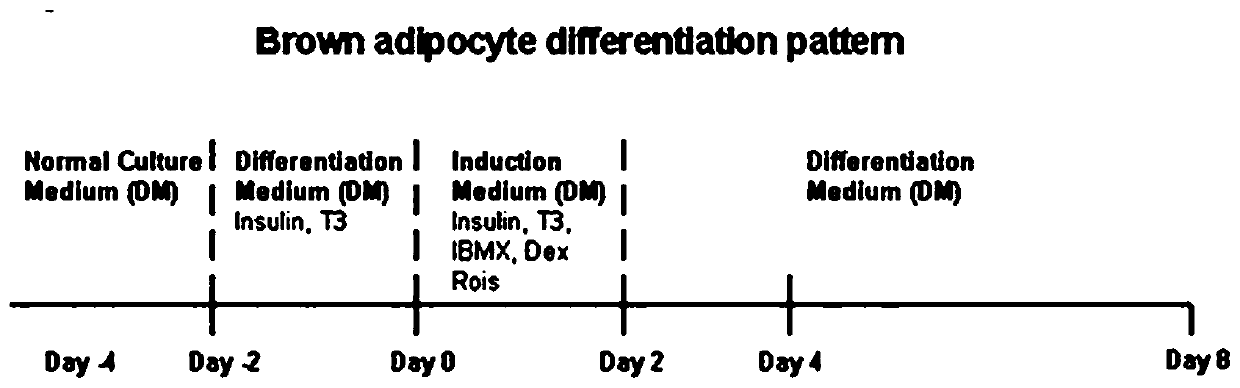 Method for promoting brown adipose differentiation through SFRP4 and application