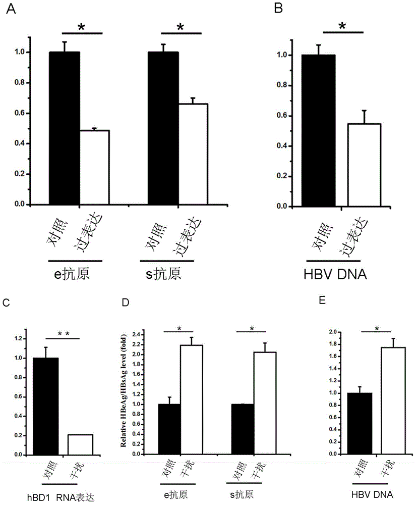 Use of human beta-defensin-1 in preparation of drugs for treating or preventing hepatitis B virus infection