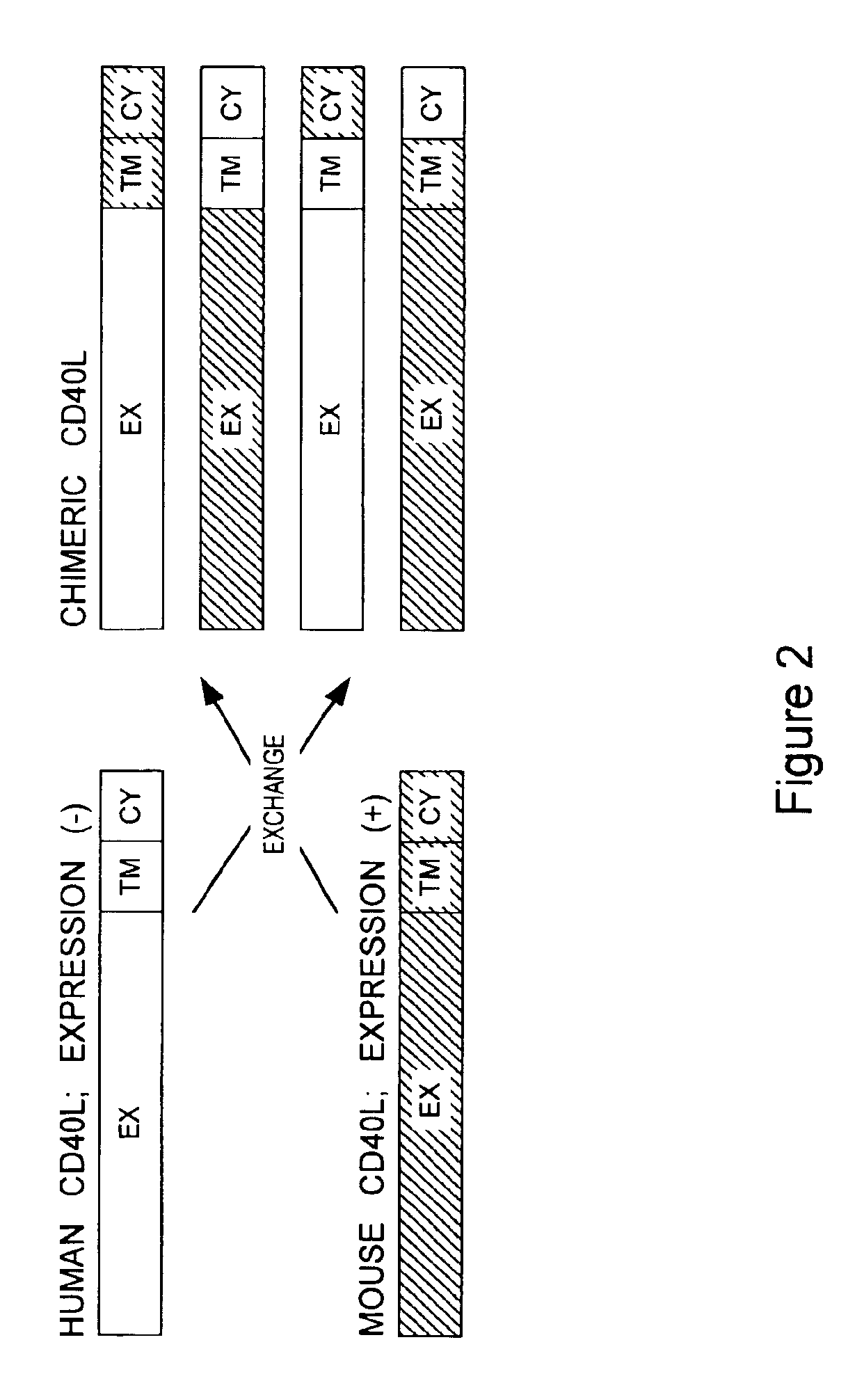 Methods of expressing chimeric mouse and human CD40 ligand in human CD40+ cells