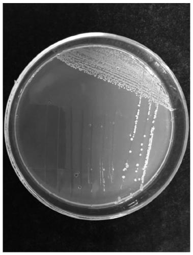 Lactobacillus reuteri and application thereof