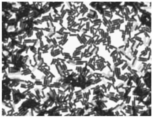 Lactobacillus reuteri and application thereof