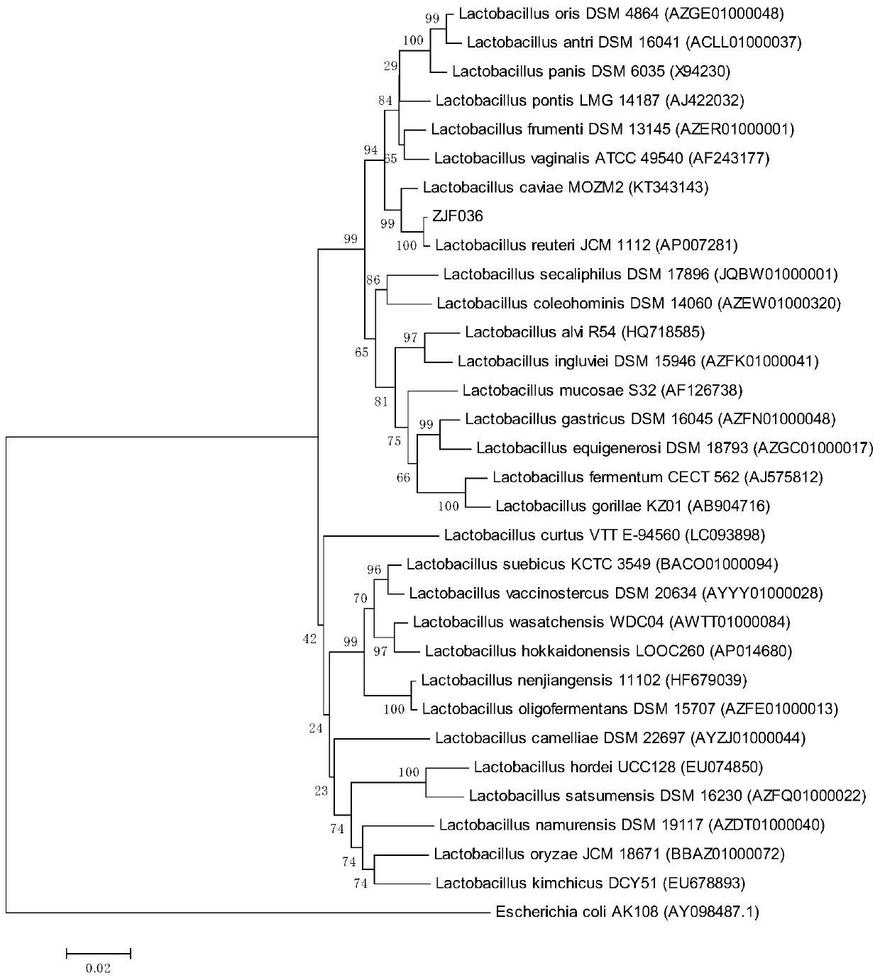 Lactobacillus reuteri and application thereof